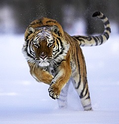 siberian tiger speed